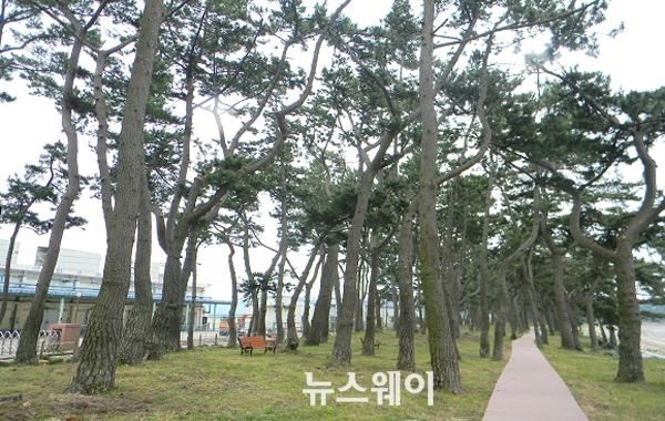 금일해당화해변 이미지