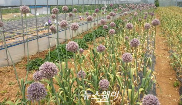 무주 농업기술센터 이미지
