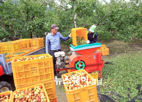 밀양재약산대추 이미지