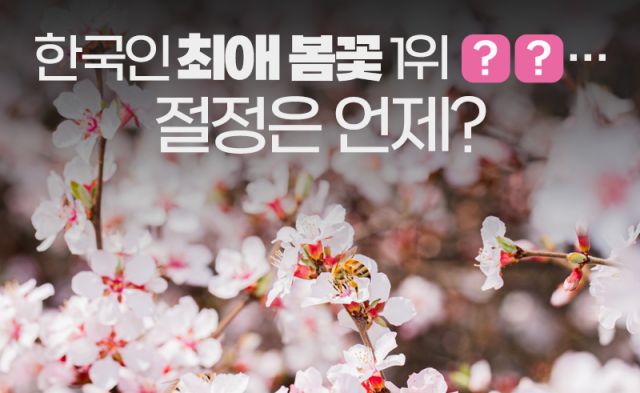 한국인 최애 봄꽃 1위 '○○'···절정은 언제?