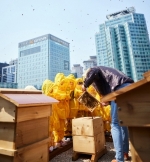 KB금융, '꿀벌 생태계 회복' 위해 나무 10만 그루 심는다